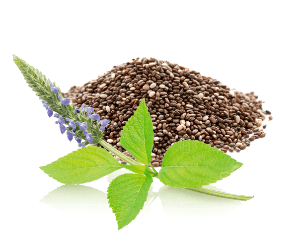 Чия (Chia) – недавно открытые эффекты семян, муки, и масла